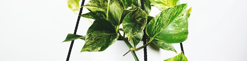 2026年世界杯官方用球发布会现场照片 - 新款足球展示